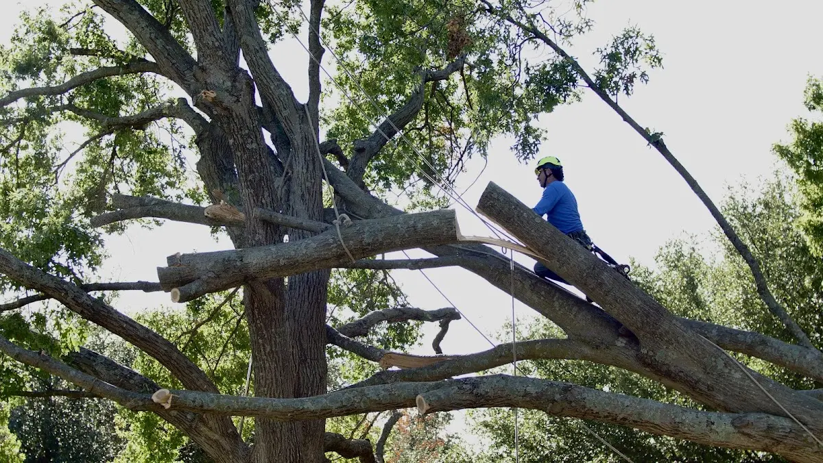 Professional Crown Thinning performed by certified arborists in Salcha