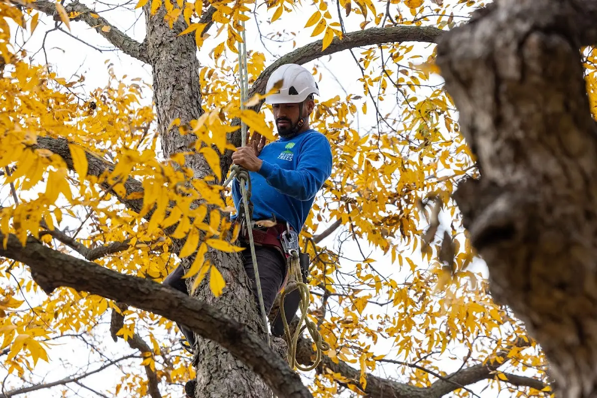 Skilled Tree Pruning crew working in Salcha